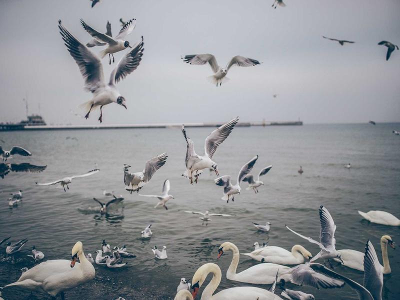 community screenshot 2